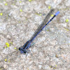 Variable Dancer Damselfly