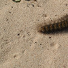 Salt Marsh Caterpillar (tracks)