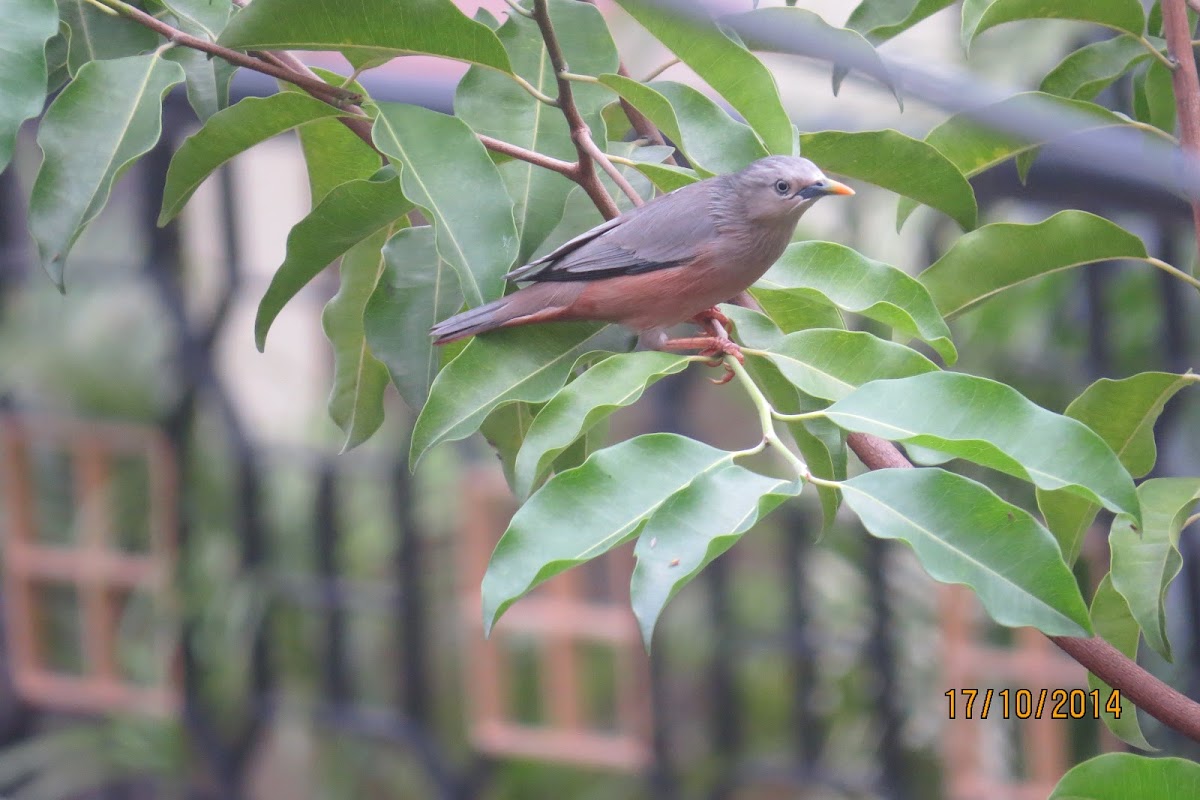 Chestnut-tailed Starling or Grey-headed Myna