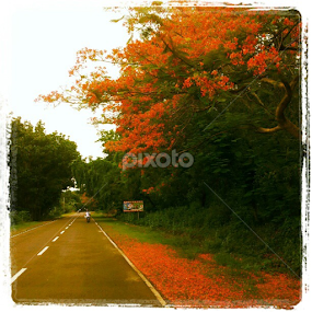 On our way to Lian Batangas.. #colorful #flower #tree #travel  #nature  http://instagr.am/p/LYB4yzKD5B/ by Laarni Enriquez - City,  Street & Park Street Scenes