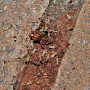 Common Fungus-growing Termite