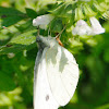 Mariposa de la col, Large White