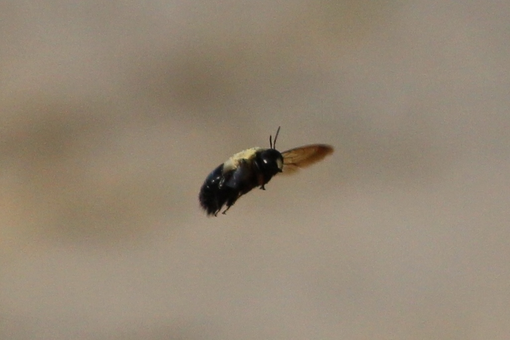 Eastern Carpenter Bee