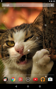 Angry Cat Live Wallpaper Screenshots 7