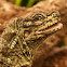 Philippine Sailfin Lizard