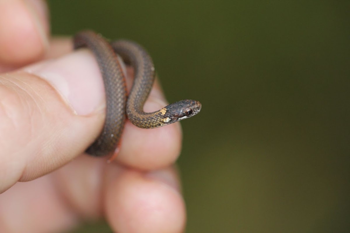 Northern Redbelly snake