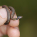 Northern Redbelly snake