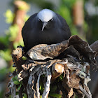 Common noddy (nesting)