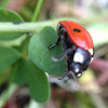 Seven-spotted Lady Beetle