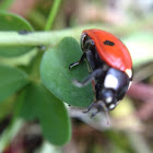 Seven-spotted Lady Beetle