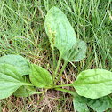 Broad leaf plantain