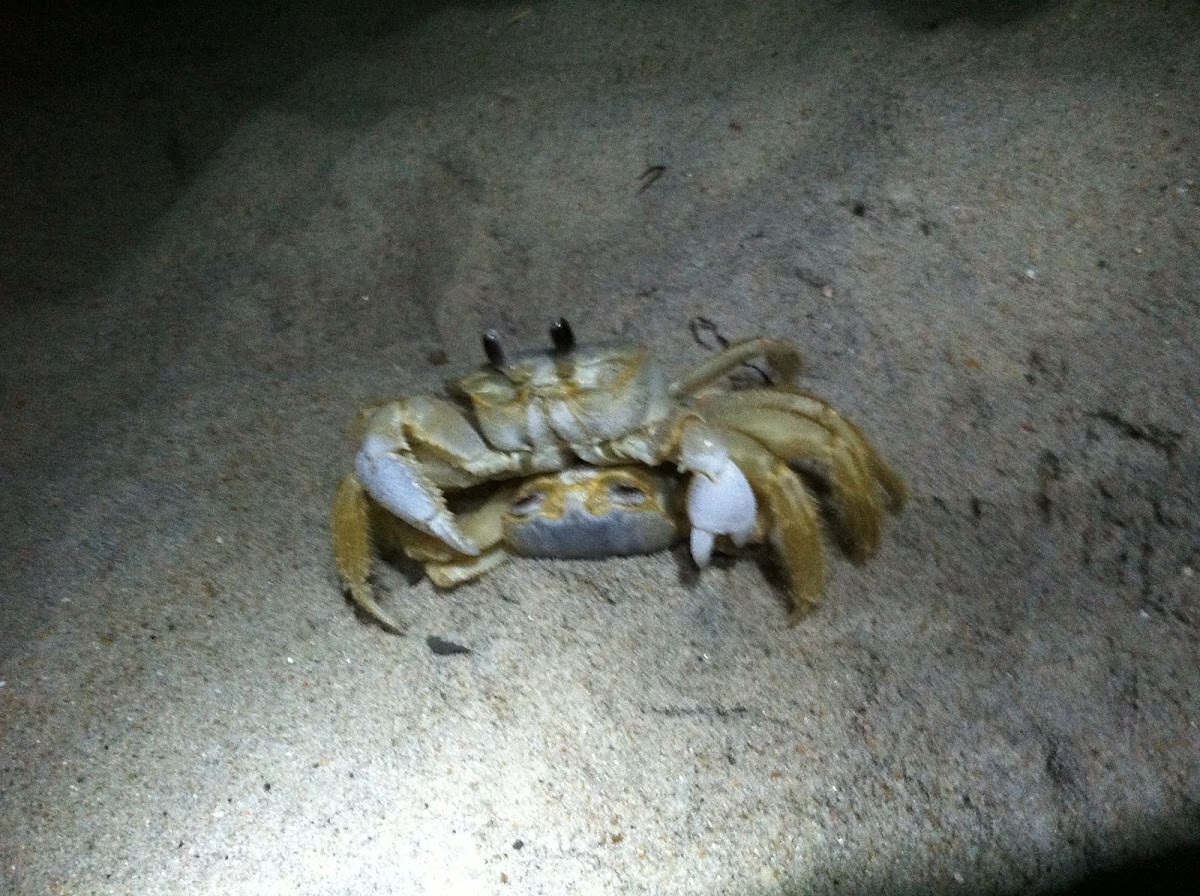 Atlantic Ghost Crabs mating