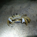 Atlantic Ghost Crabs mating