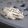 Cope's(Southern) Grey Tree Frog