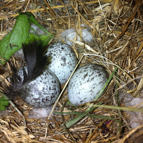 House sparrow eggs Project Noah