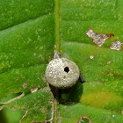 Insect Gall