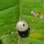 Insect Gall