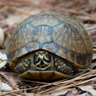 Eastern Box Turtle