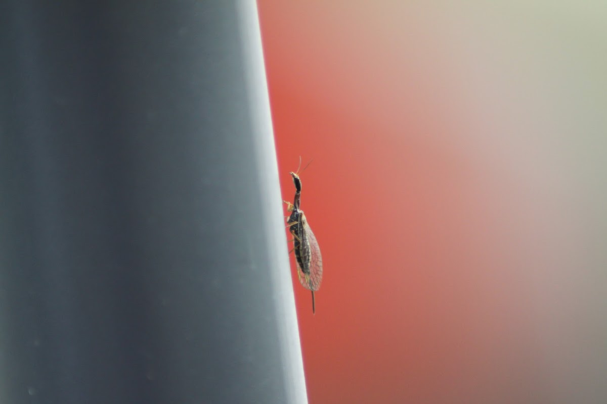 snakefly