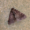 Large Tabby Moth
