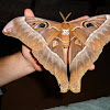 Hercules moth