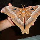 Hercules moth