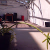 pencil plant euphorbia