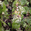 Manyflower Marsh Pennywort
