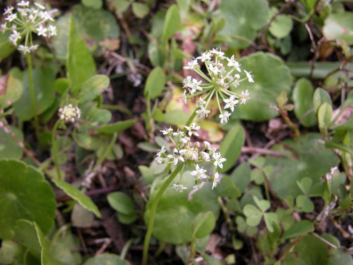 Manyflower Marsh Pennywort