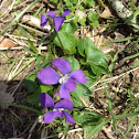 Wild violet