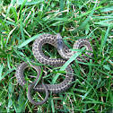 Western terrestrial garter