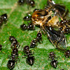 Ants with Prey