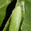 Common Anastrus