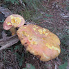Boleta mushroom