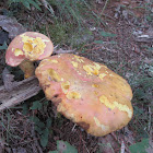 Boleta mushroom