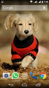 Download Cute Little Puppies Wallpapers APK