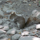 Mexican Gray Squirrel