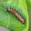 Gulf fritillary caterpillars