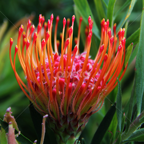 Pin Cushion Protea by Lisa Steyn - Flowers Single Flower