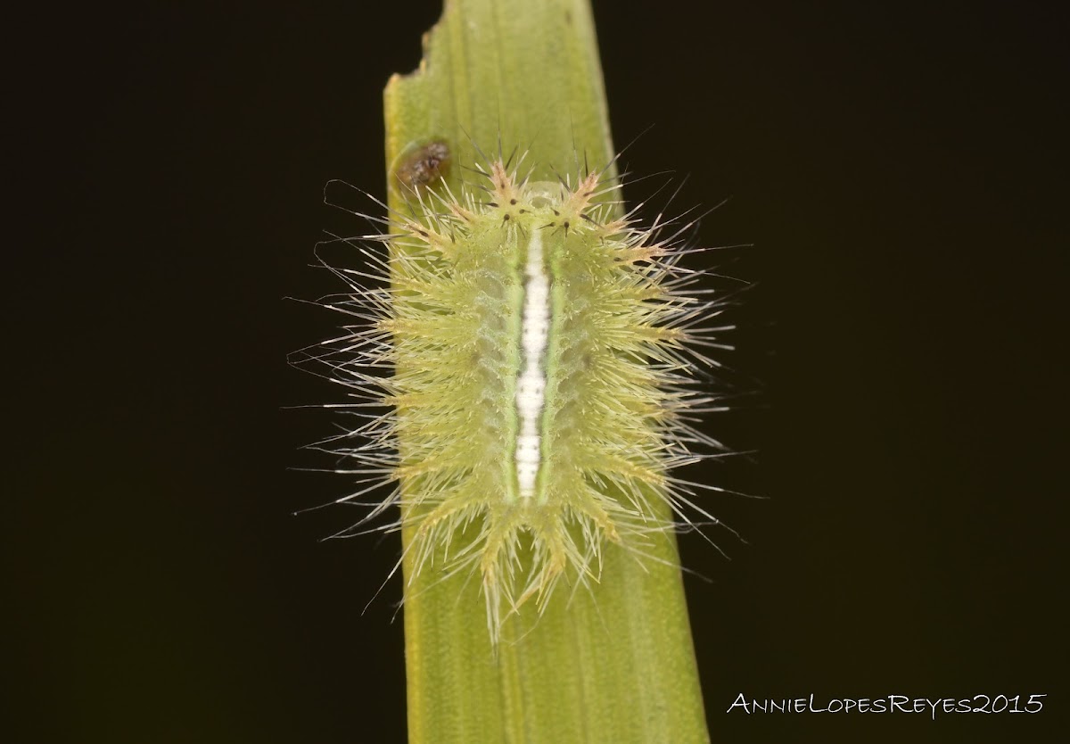 Stinging Nettle Slug Caterpillar