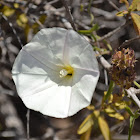 Island False Bindweed