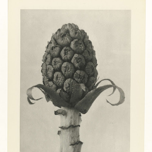 Plantstudie, Karl Blossfeldt, 1928 - Rijksmuseum