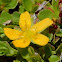 Matted St. Johns Wort