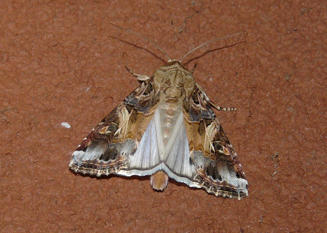 Yellow-striped Armyworm moth