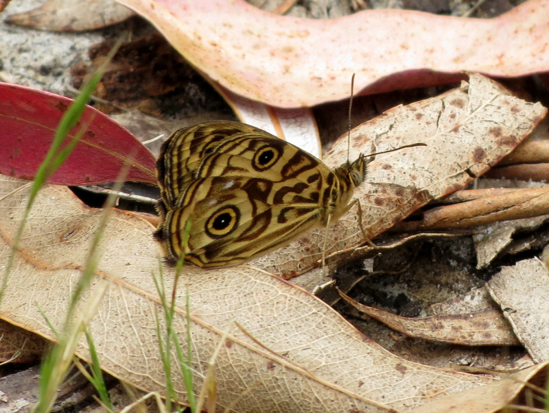 Eastern Ringed Xenica Butterfly