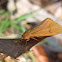 Orange Holomelina Moth