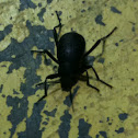 Darkling Beetle