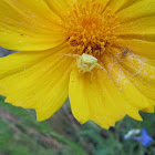 Yellow Crab Spider