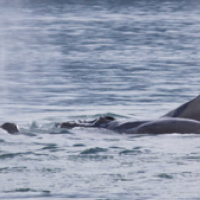 Humpback whale