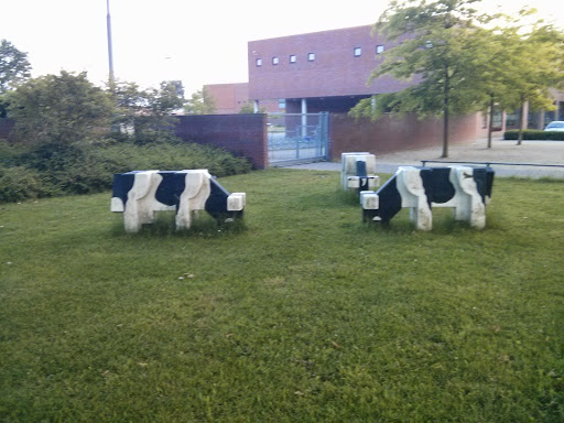 Koeien In De Wei